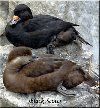 Black Scoters