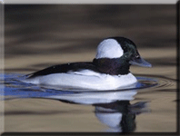 Bufflehead