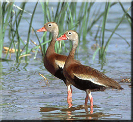 Black-bellied Whistling Duck