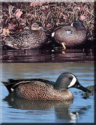 Blue-Winged Teal