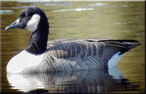 Canada Geese