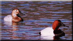 Canvasback