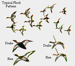 Flock Pattern