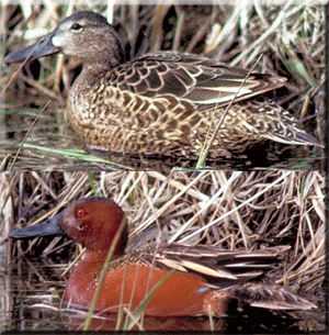 Cinnamon Teal