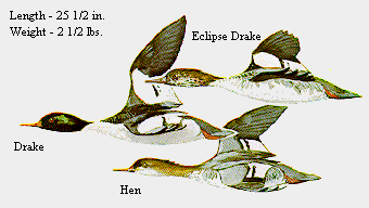 Common Merganser
