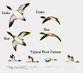 Flock Pattern