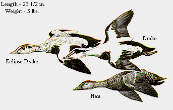 Common Eiders