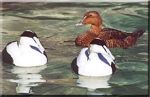 Common Eiders