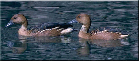 Fulvous Whistling Duck