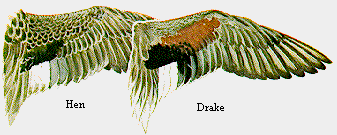 Gadwall Wings