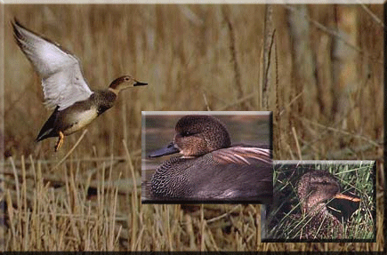 Gadwalls