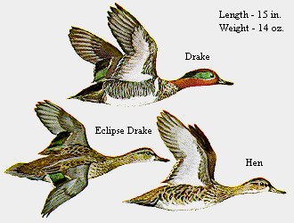 Green-Winged Teal