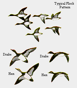 Flock Pattern