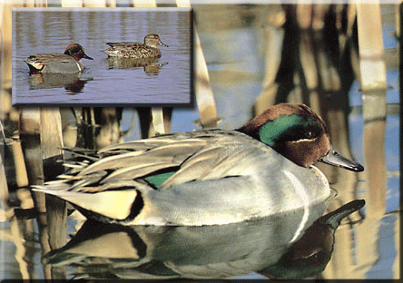 Green-Winged Teal