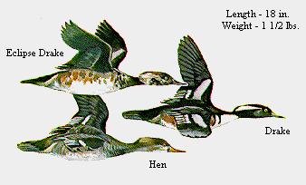 Hooded Mergansers