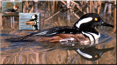 Hooded Mergansers