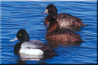 Lesser Scaup