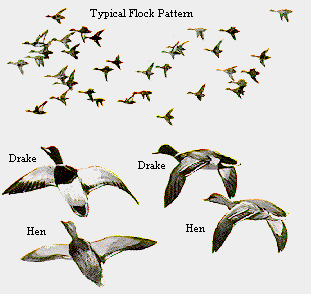 Flock Pattern