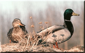Mallards