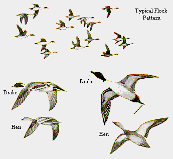 Flock Pattern