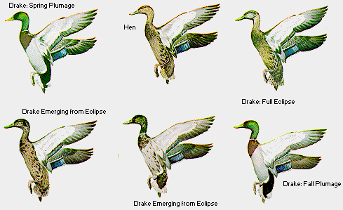 Different Plumage Stages