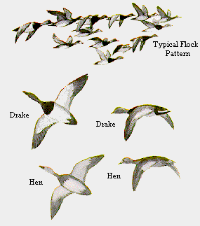 Flock Pattern
