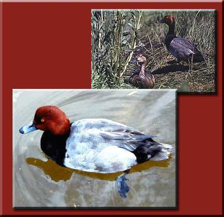 Redhead Ducks