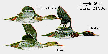 Red-Breasted Merganser