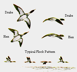 Flock Pattern