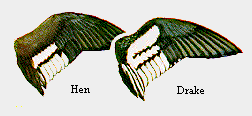 Red-Breasted Mergabser Wings