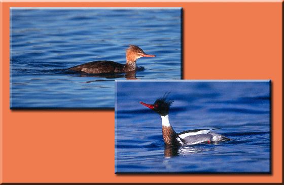 Red-Breasted Mergansers