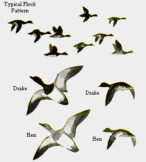 Flock Pattern