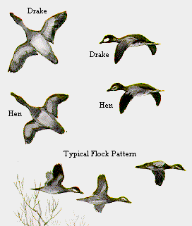 Flock Pattern