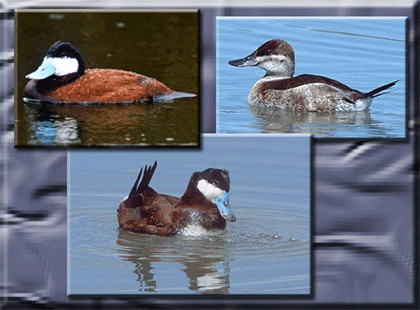 Ruddy Ducks