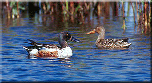 Shovelers