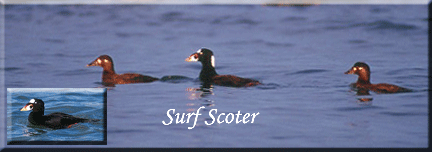 Surf Scoters
