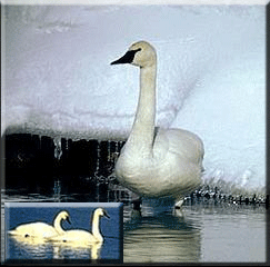 Swans