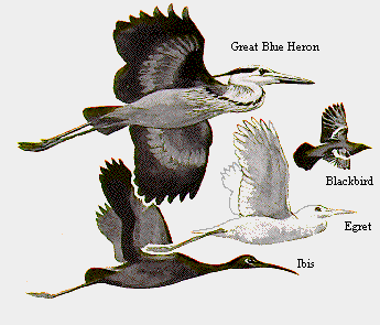 GIF -- Picture of Other Birds Attracted to Wetlands