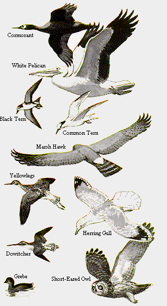 GIF -- Picture of Other Birds Attracted to Wetlands