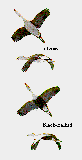 GIF -- Picture of Flock Pattern