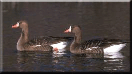 White-Fronted Geese