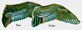 Wood Duck Wings