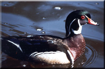 Wood Duck