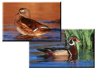 Wood Duck