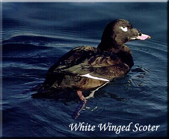 White-Winged Scoters