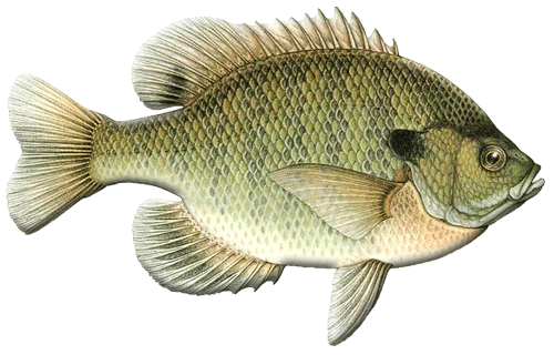 Blue Gill