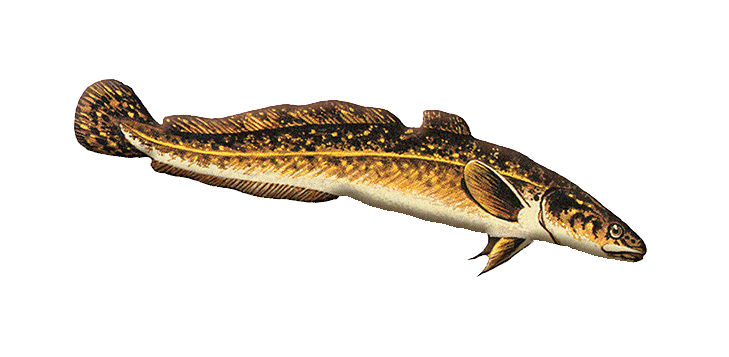 Burbot
