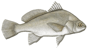 Freshwater Drum