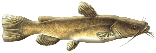 Flathead Catfish