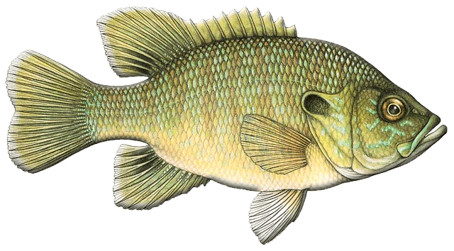 Green Sunfish